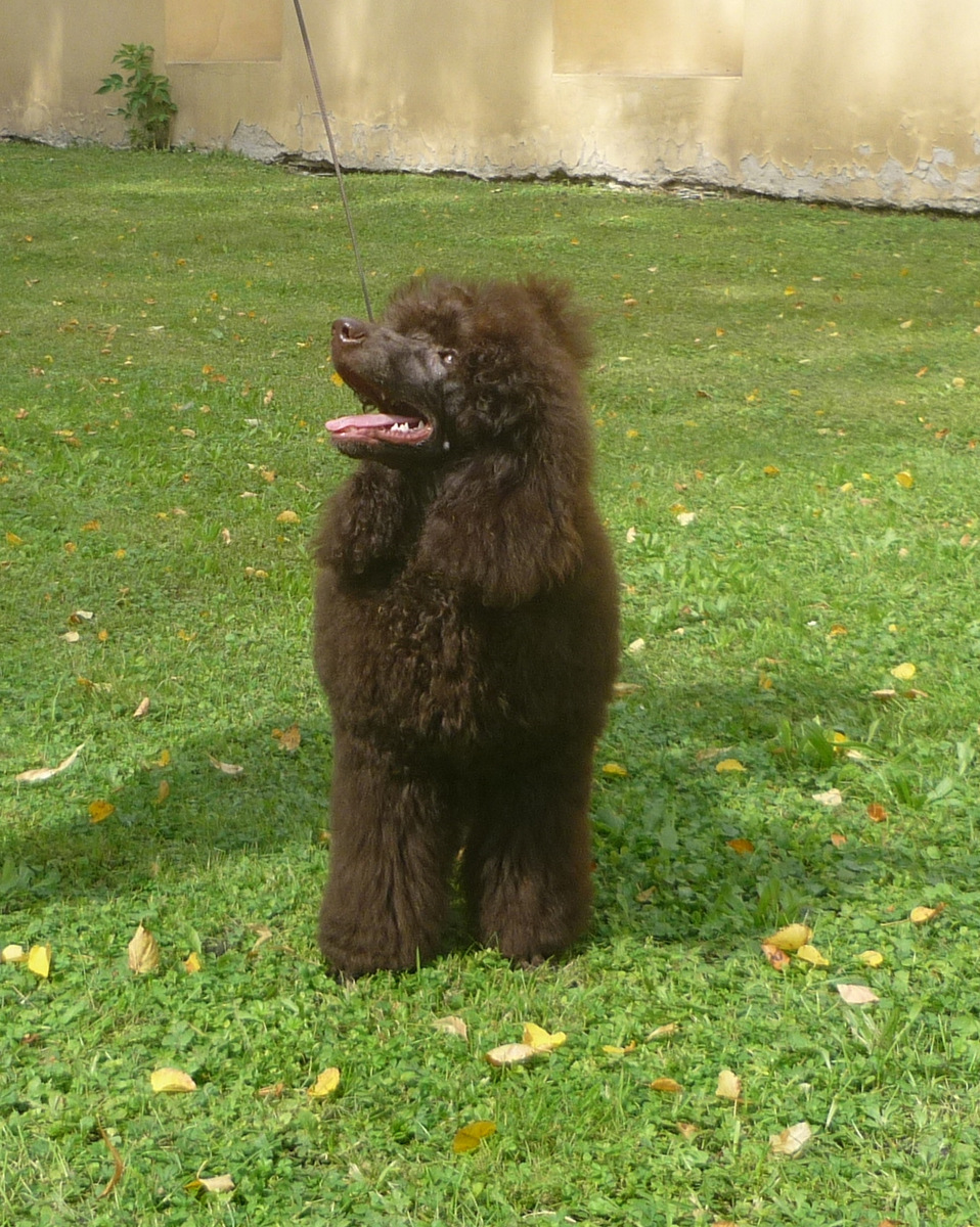 Elisia výstava Poděbrady srpen 2012 005